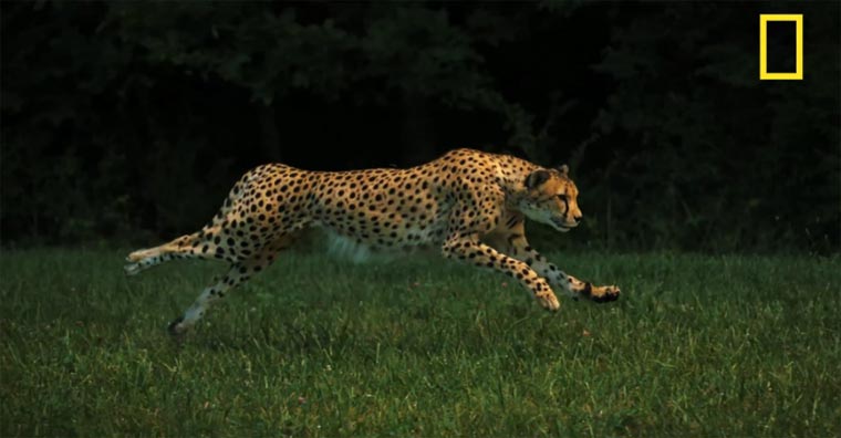 National Geographic filmt einen Gepard beim Sprint national_geographic_cheetah 