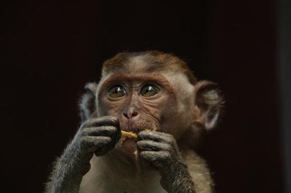 Digital Camera Photographer of the Year 2009
