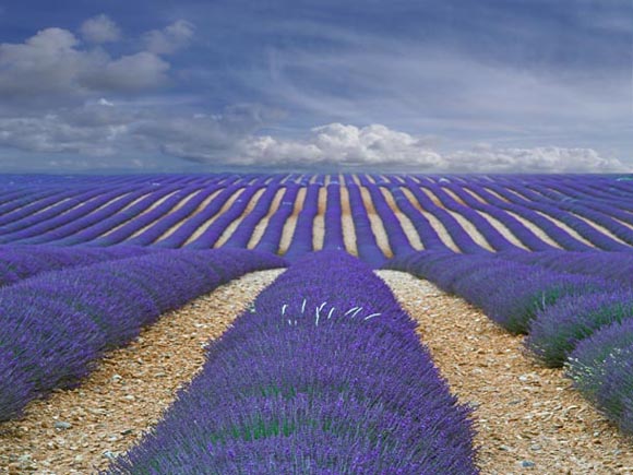 Digital Camera Photographer of the Year 2009