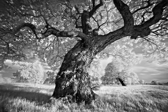 Digital Camera Photographer of the Year 2009