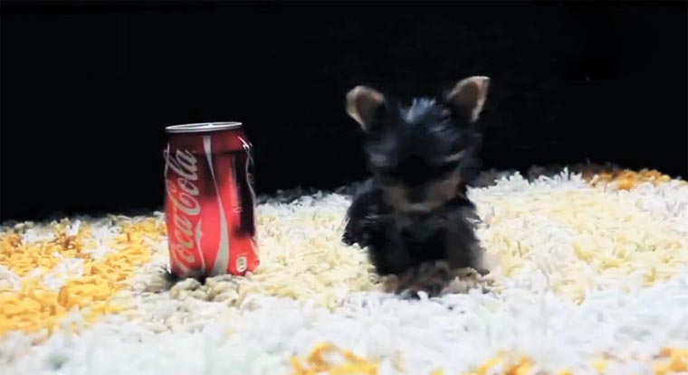 Der kleinste Hund der Welt derkleinstehund 
