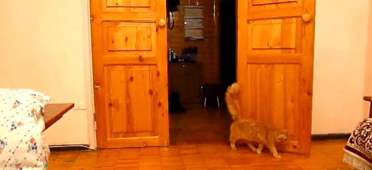 Katze erschrickt bei Super Mario-Sprungton cat_scared_mario_sound 