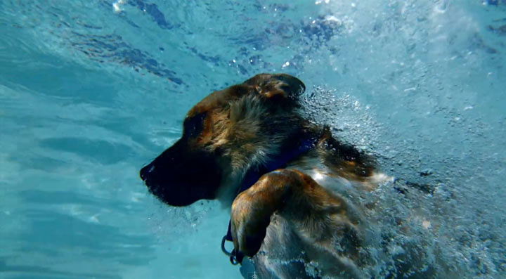 Tauchende Hunde in Superslowmotion dogs_in_slowmotion 