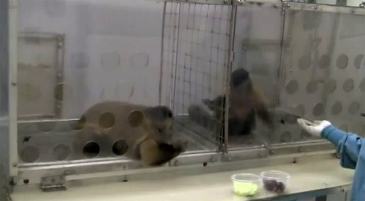 Kapuzineraffe fordert gleichberechtigte Bezahlung kapuzineraffen 