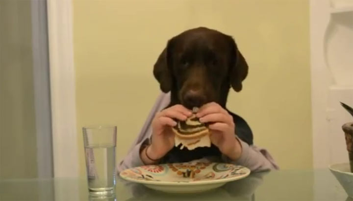 Morgenroutine eines Hundes morgenroutine_eines_Hundes