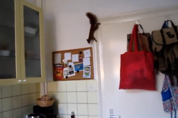 Eichhörnchen gone wild ninja_squirrel 