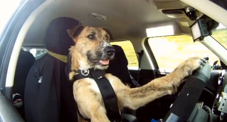 Porter, der Autofahrende Hund porter_driving_dog 