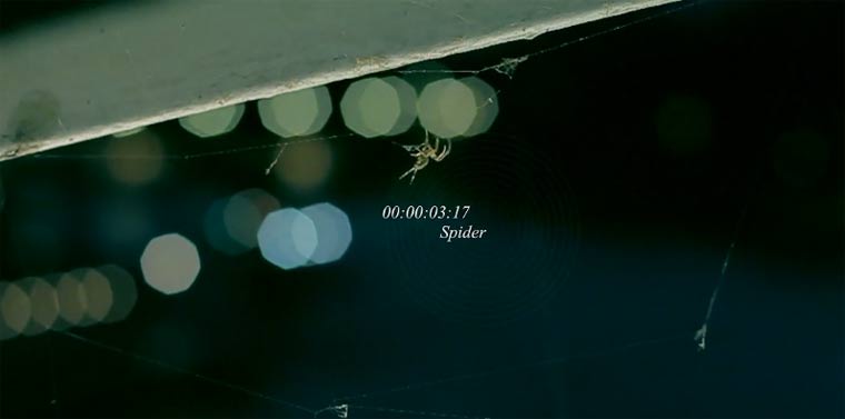 Spinnennestbau schön-schaurig: Spider spider 