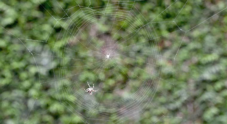 Timelapse: Eine Spinne erstellt ihr Netz timelapse_spiderweb 