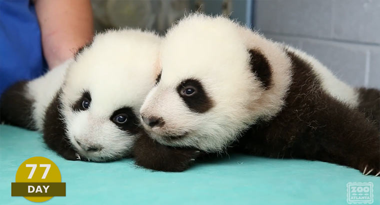 Die ersten 100 Tage von Babypandas babypandas 