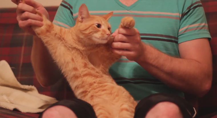 Katze tanzt zu Dubstep dubstep-cat 