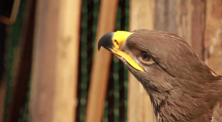 Adlerflug mit Kopfkamera eaglecam 