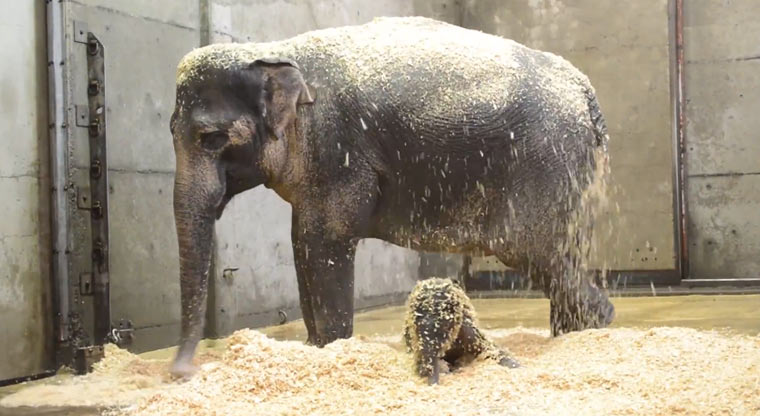 1. Lebensjahr von Elefant Lily in 2 Minuten elephant_lily 