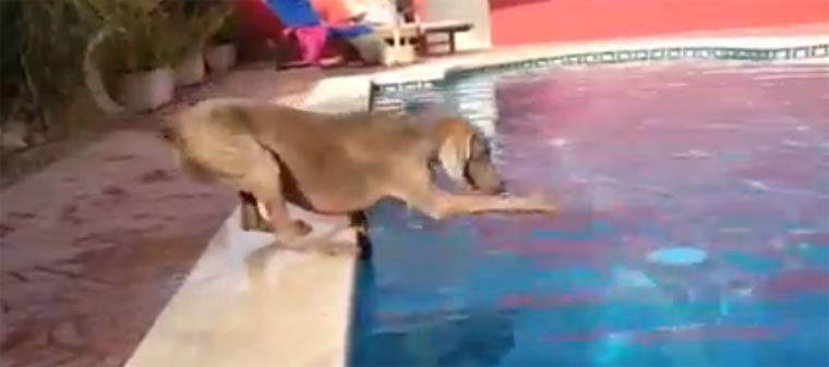 Hund + Wasser + Frisbee = Hochspannung hundefrisbee 