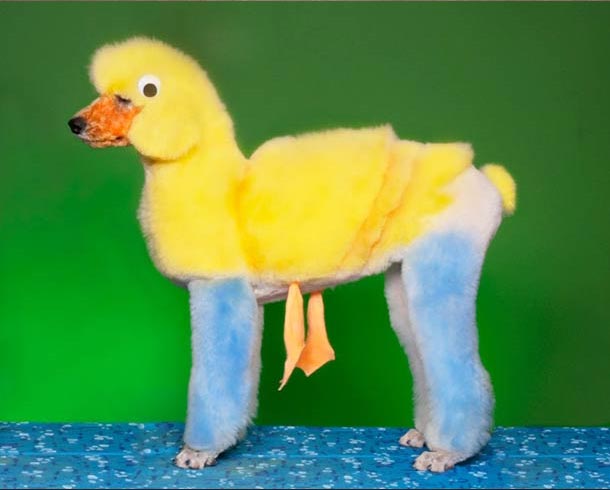 Schrecklich absurd: Cosplay für Hunde hundescosplay_03 