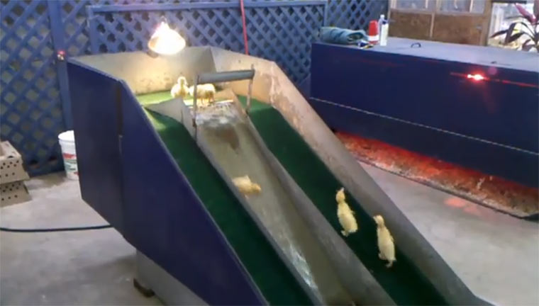 Küken spielen auf Wasserrutsche kuekenwaterslide 