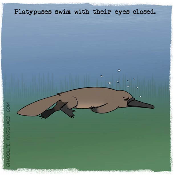 Schön illustriertes unnützes Naturwissen nature-known_02 