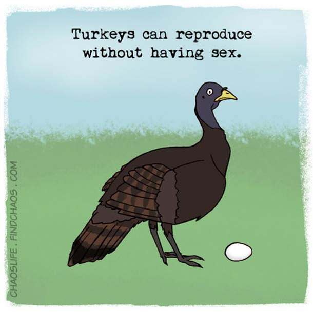 Schön illustriertes unnützes Naturwissen nature-known_10 