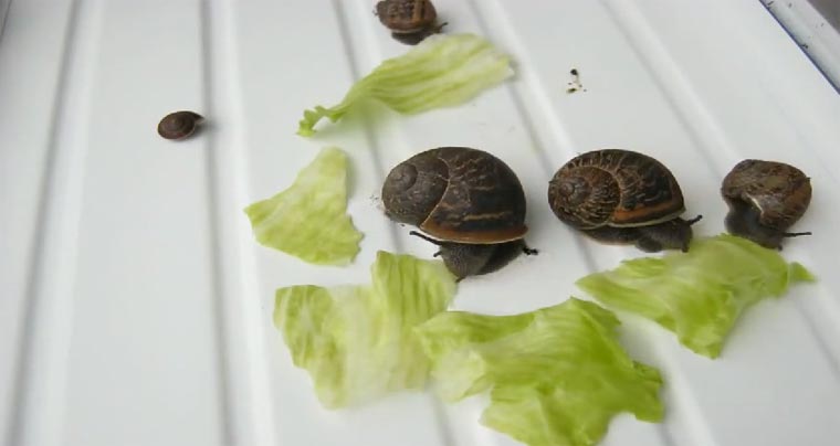 Timelapse: Salatvertilgende Schneckenbande salatschnecken 