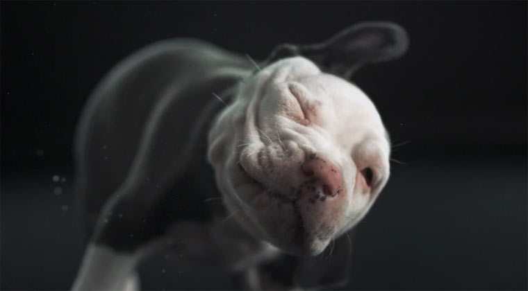 Hundetrockenschütteln in Slowmotion shake_dogs