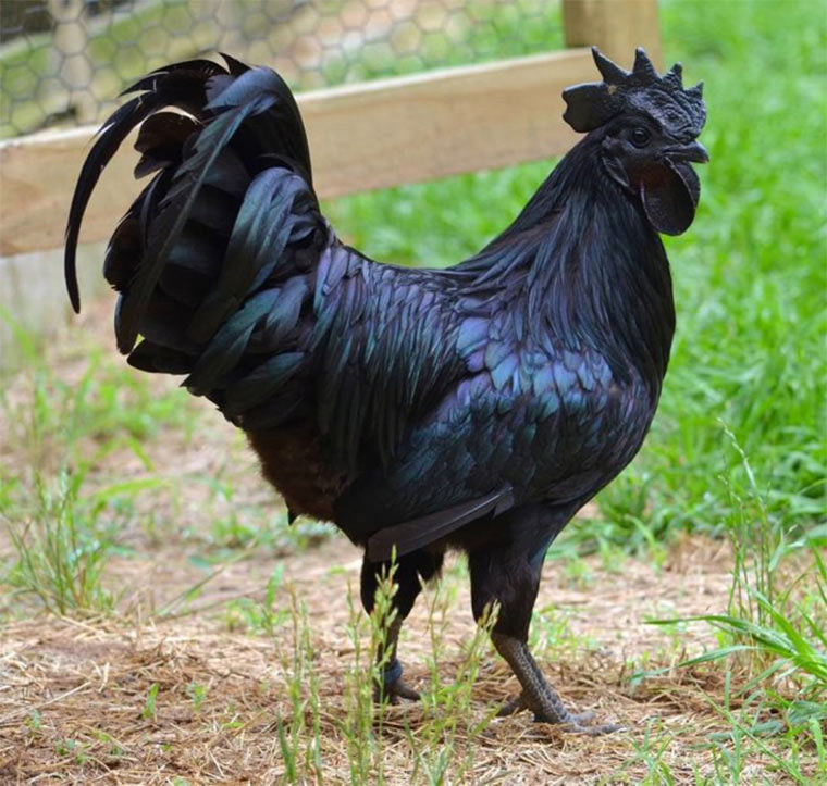 Komplett schwarze Hühner Ayam_Cemani_01 