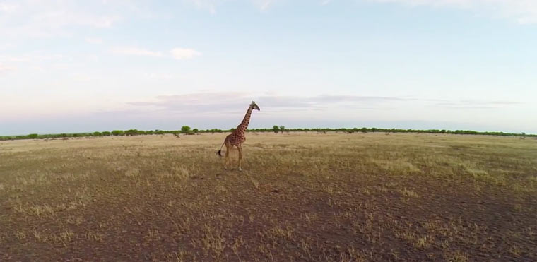 Luftaufnahmen aus der Wildnis BeetleCopterintheSerengeti 
