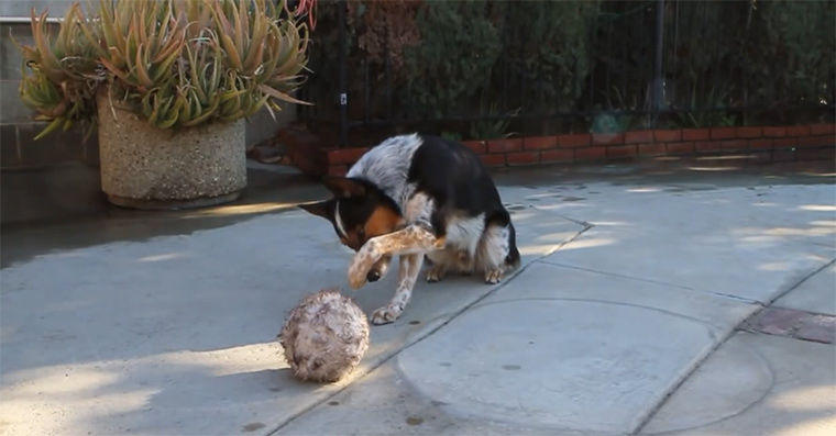 Hundedressur at it's best Jumpy 