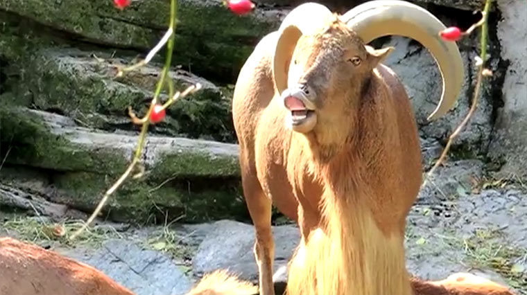 Jurassic Goat Jurassic-Goat 