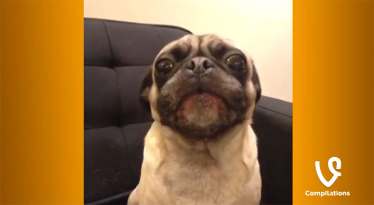 Best of Vines 2013 bestofvines2013