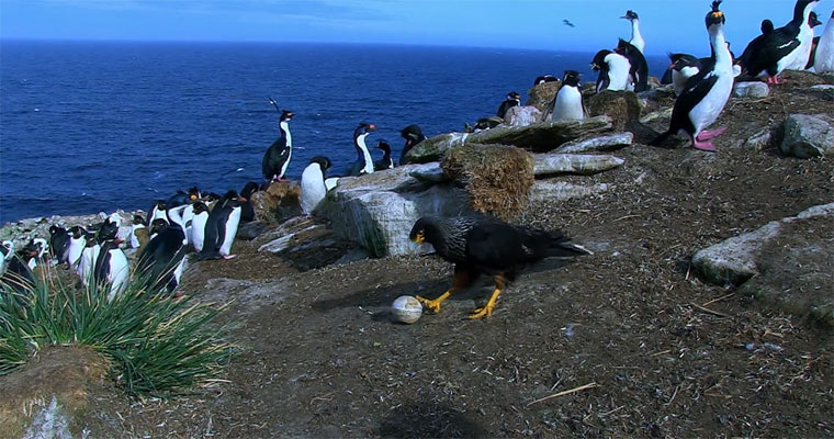 Vogel stiehlt Kamera und macht Luftaufnahmen birdcam 