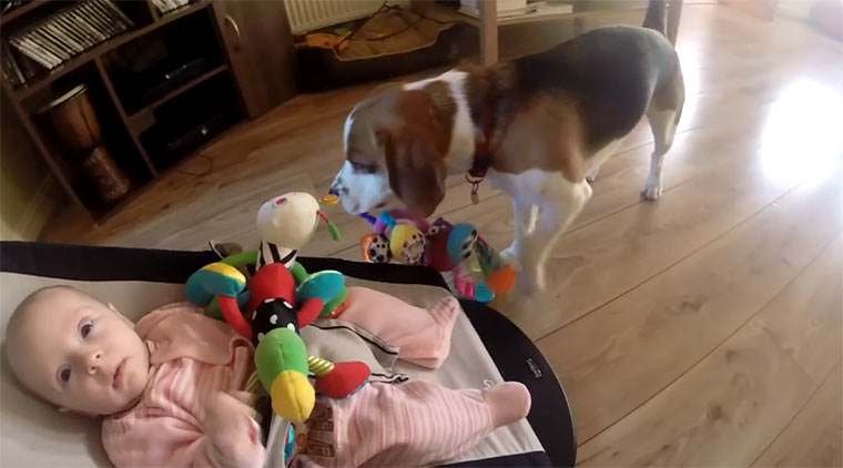 Hund entschuldigt sich bei Baby dogsorry 
