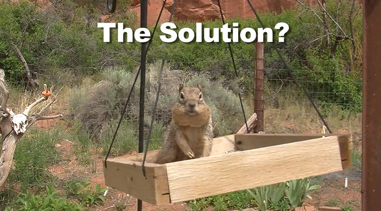 Vaseline gegen stehlendes Eichhörnchen futterdieb 