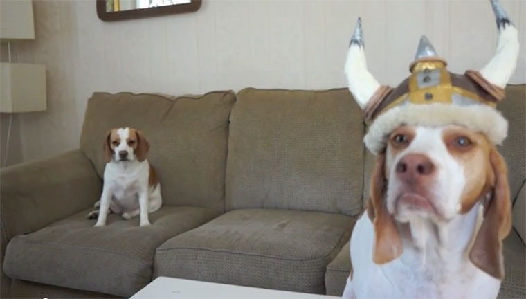 How to Fight Like a Dog howtofightlikeadog