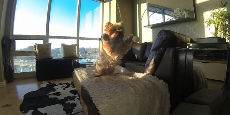 Hund kann einfach keinen Ball fangen poor_fetch_dog