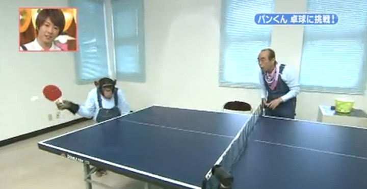 Affe spielt Tischtennis Affentischtennis 