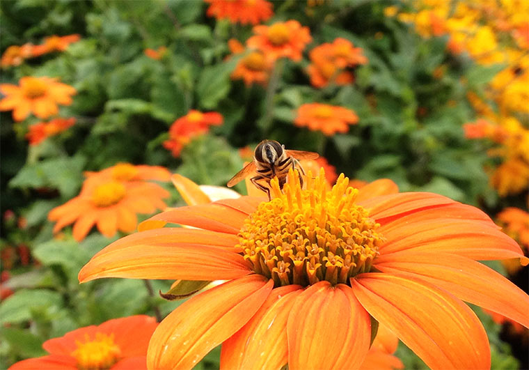 Mein Besuch auf der IGS 2013 in Hamburg IGS-HH-2013_01 