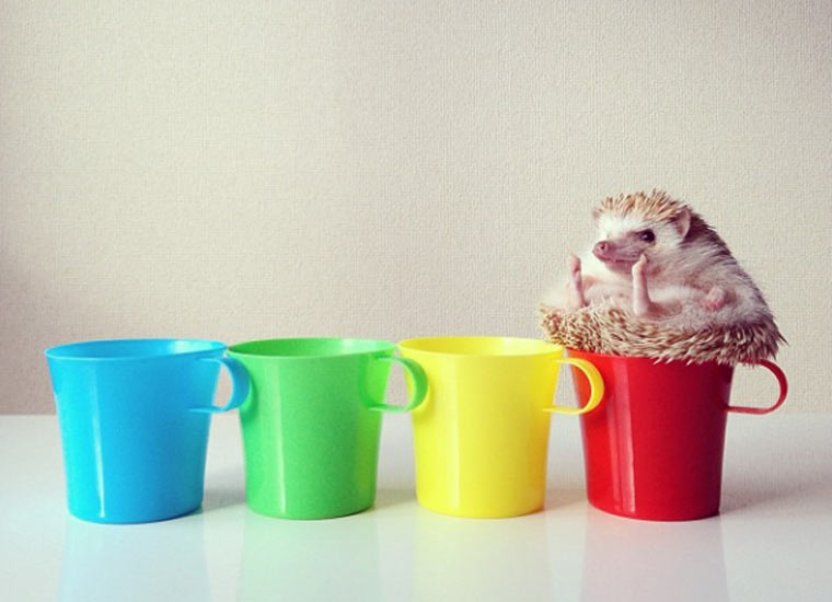 Darcy, der fliegende Igel darcytheflyinghedgehog_01 