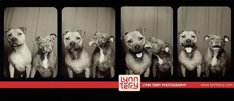 Hunde im Foto-Automaten dog_photobooth_01 