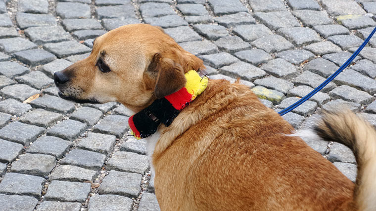 Aktuelle Smartphone-Bilder von mir galaxy-kzoom_16 