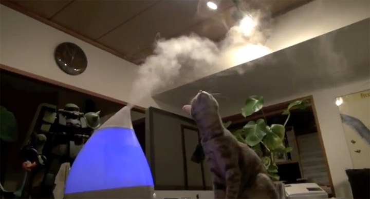 Katze vs. Luftbefeuchter Katze_vs_Luftbefeuchter 