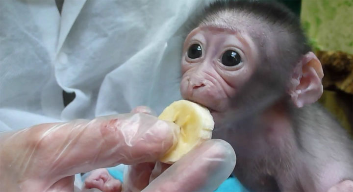 Double Fluff: Babyaffe/Banane & Hund/Karton baby_monkey_banana 