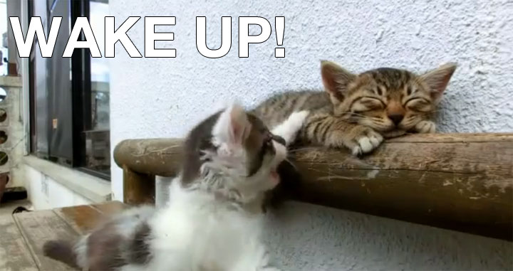 Wake up, buddy - Katze will Katze wecken cat_wakes_up_cat 