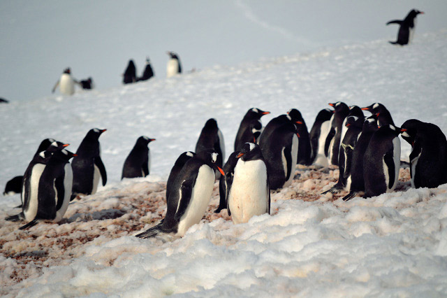 Das antarktische Eis. Und Pinguine. Antarctica_ice_06 