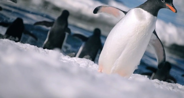 Das antarktische Eis. Und Pinguine. antarctica_talesofice 