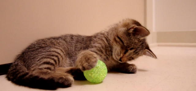 Das erste Spielzeug für einen blinden Kater blind_cat_oskar 