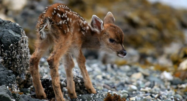 Fluff des Tages: New Born Deer Baby newbornkitz 
