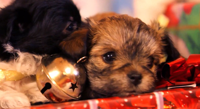 Fluff: Hundewelpen spielen mit Weihnachtsgeschenken puppy_christmas 