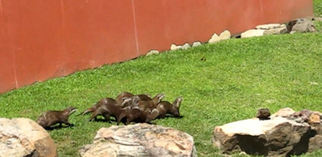 Otterbande jagt Schmetterling schmetterlingsotter 