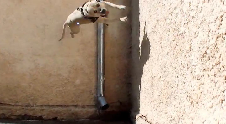Parkour Dog parkour_dog 