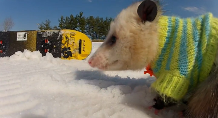 Das snowboardende Opossum snowboarding_oppossum 